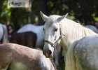 X81A8252 Lipizzaner im Burggarten Foto Pfluegl 160719